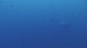 RAIE MANTA