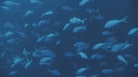 POISSONS