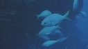 POISSONS