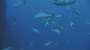 POISSONS