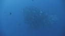 CARANGUES