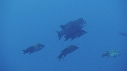 POISSON PORC EPIC