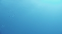 RAIE MANTA