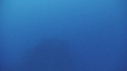 RAIE MANTA