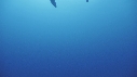 RAIE MANTA