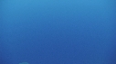 RAIE MANTA