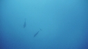 RAIE MANTA, DAUPHINS TURSIOPS