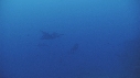 RAIE MANTA, DAUPHINS TURSIOPS, PLONGEUR