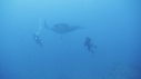 RAIE MANTA, PLONGEUR