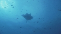 RAIE MANTA, POISSONS