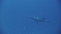DAUPHINS TURSIOPS