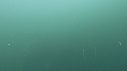 DAUPHINS COMMUNS