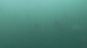 DAUPHINS COMMUNS