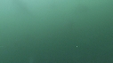 DAUPHINS COMMUNS