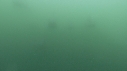 DAUPHINS COMMUNS