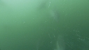 DAUPHINS COMMUNS