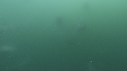 DAUPHINS COMMUNS