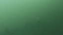 DAUPHINS COMMUNS