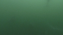 DAUPHINS COMMUNS