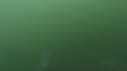 DAUPHINS COMMUNS