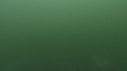 DAUPHINS COMMUNS