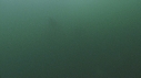 DAUPHINS COMMUNS