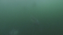 DAUPHINS COMMUNS