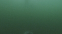 DAUPHINS COMMUNS