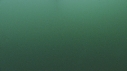 DAUPHINS COMMUNS