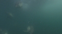 DAUPHINS COMMUNS