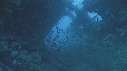 PLONGEUR, EPAVE, POISSONS