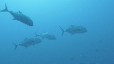 CARANGUES, POISSONS