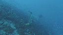 POISSONS, EPAVE