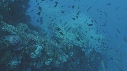 TORTUES VERTE, EPAVE