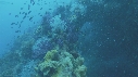 POISSONS, CORAIL, PLONGEUR