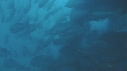 POISSONS, CORAIL, PLONGEUR