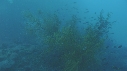 POISSONS, CORAIL, PLONGEUR
