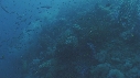POISSONS, EPAVE