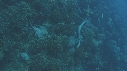 SERPENT, EPAVE
