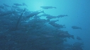 POISSONS, PLONGEUR, EPAVE