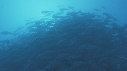 POISSONS, PLONGEUR, EPAVE
