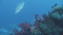 POISSONS, EPAVE