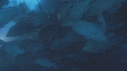 POISSONS, PLONGEUR, EPAVE