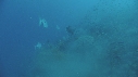 CARANGUES, MURENE