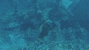 POISSONS, EPAVE