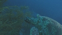 TORTUE