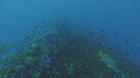 POISSONS, EPAVE