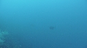 POISSONS, EPAVE