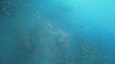 REQUIN CARPETTE