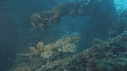 REQUIN CARPETTE, EPAVE